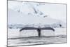 Humpback Whale (Megaptera Novaeangliae), Flukes-Up Dive in the Enterprise Islands, Antarctica-Michael Nolan-Mounted Photographic Print