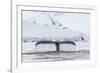 Humpback Whale (Megaptera Novaeangliae), Flukes-Up Dive in the Enterprise Islands, Antarctica-Michael Nolan-Framed Photographic Print