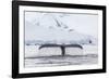 Humpback Whale (Megaptera Novaeangliae), Flukes-Up Dive in the Enterprise Islands, Antarctica-Michael Nolan-Framed Photographic Print