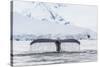 Humpback Whale (Megaptera Novaeangliae), Flukes-Up Dive in the Enterprise Islands, Antarctica-Michael Nolan-Stretched Canvas