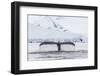 Humpback Whale (Megaptera Novaeangliae), Flukes-Up Dive in the Enterprise Islands, Antarctica-Michael Nolan-Framed Photographic Print