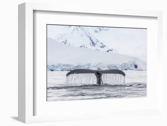 Humpback Whale (Megaptera Novaeangliae), Flukes-Up Dive in the Enterprise Islands, Antarctica-Michael Nolan-Framed Photographic Print