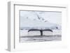 Humpback Whale (Megaptera Novaeangliae), Flukes-Up Dive in the Enterprise Islands, Antarctica-Michael Nolan-Framed Photographic Print