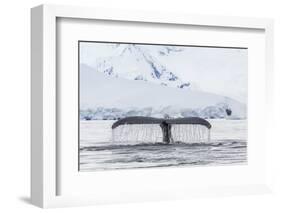 Humpback Whale (Megaptera Novaeangliae), Flukes-Up Dive in the Enterprise Islands, Antarctica-Michael Nolan-Framed Photographic Print