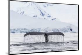 Humpback Whale (Megaptera Novaeangliae), Flukes-Up Dive in the Enterprise Islands, Antarctica-Michael Nolan-Mounted Photographic Print