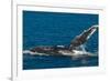 Humpback Whale (Megaptera Novaeangliae) in Harvey Bay, Queensland, Australia, Pacific-Michael Runkel-Framed Photographic Print