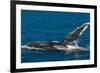 Humpback Whale (Megaptera Novaeangliae) in Harvey Bay, Queensland, Australia, Pacific-Michael Runkel-Framed Photographic Print