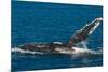 Humpback Whale (Megaptera Novaeangliae) in Harvey Bay, Queensland, Australia, Pacific-Michael Runkel-Mounted Photographic Print