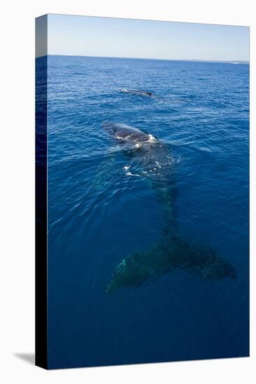 Humpback Whale (Megaptera Novaeangliae) in Harvey Bay, Queensland, Australia, Pacific-Michael Runkel-Stretched Canvas