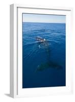 Humpback Whale (Megaptera Novaeangliae) in Harvey Bay, Queensland, Australia, Pacific-Michael Runkel-Framed Photographic Print