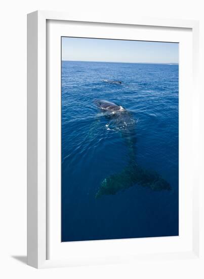 Humpback Whale (Megaptera Novaeangliae) in Harvey Bay, Queensland, Australia, Pacific-Michael Runkel-Framed Photographic Print