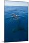 Humpback Whale (Megaptera Novaeangliae) in Harvey Bay, Queensland, Australia, Pacific-Michael Runkel-Mounted Photographic Print