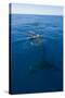 Humpback Whale (Megaptera Novaeangliae) in Harvey Bay, Queensland, Australia, Pacific-Michael Runkel-Stretched Canvas