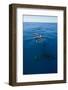 Humpback Whale (Megaptera Novaeangliae) in Harvey Bay, Queensland, Australia, Pacific-Michael Runkel-Framed Photographic Print