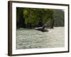 Humpback Whale (Megaptera novaeangliae) in the Pacific Ocean, Nuqui, Colombia-null-Framed Photographic Print