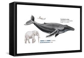 Humpback Whale (Megaptera Novaeangliae), Mammals-Encyclopaedia Britannica-Framed Stretched Canvas