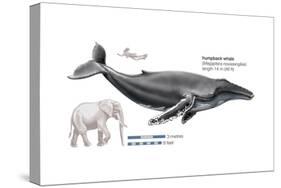 Humpback Whale (Megaptera Novaeangliae), Mammals-Encyclopaedia Britannica-Stretched Canvas