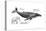 Humpback Whale (Megaptera Novaeangliae), Mammals-Encyclopaedia Britannica-Stretched Canvas