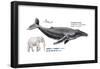 Humpback Whale (Megaptera Novaeangliae), Mammals-Encyclopaedia Britannica-Framed Poster