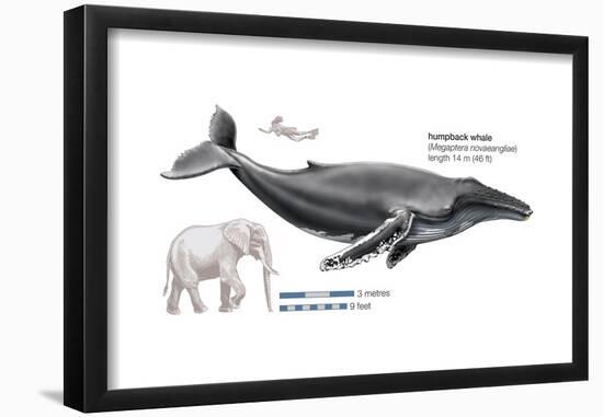 Humpback Whale (Megaptera Novaeangliae), Mammals-Encyclopaedia Britannica-Framed Poster