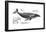 Humpback Whale (Megaptera Novaeangliae), Mammals-Encyclopaedia Britannica-Framed Poster