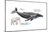 Humpback Whale (Megaptera Novaeangliae), Mammals-Encyclopaedia Britannica-Mounted Poster