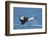 Humpback whale (Megaptera novaeangliae), Resurrection Bay, Kenai Fjords National Park, Alaska, USA.-Michael DeFreitas-Framed Photographic Print