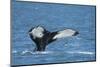 Humpback whale (Megaptera novaeangliae), Resurrection Bay, Kenai Fjords National Park, Alaska, USA.-Michael DeFreitas-Mounted Photographic Print