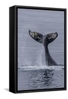 Humpback Whale (Megaptera Novaeangliae) Surface Display, Tail Throw, Useful Island, Antarctica-Michael Nolan-Framed Stretched Canvas