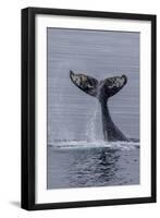 Humpback Whale (Megaptera Novaeangliae) Surface Display, Tail Throw, Useful Island, Antarctica-Michael Nolan-Framed Premium Photographic Print