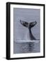 Humpback Whale (Megaptera Novaeangliae) Surface Display, Tail Throw, Useful Island, Antarctica-Michael Nolan-Framed Photographic Print