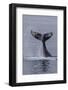 Humpback Whale (Megaptera Novaeangliae) Surface Display, Tail Throw, Useful Island, Antarctica-Michael Nolan-Framed Photographic Print