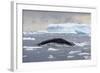 Humpback Whale (Megaptera Novaeangliae) Surfacing Whilst Lunge-Feeding-Brent Stephenson-Framed Photographic Print