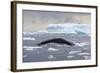 Humpback Whale (Megaptera Novaeangliae) Surfacing Whilst Lunge-Feeding-Brent Stephenson-Framed Photographic Print