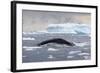 Humpback Whale (Megaptera Novaeangliae) Surfacing Whilst Lunge-Feeding-Brent Stephenson-Framed Photographic Print