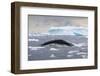 Humpback Whale (Megaptera Novaeangliae) Surfacing Whilst Lunge-Feeding-Brent Stephenson-Framed Photographic Print