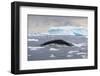 Humpback Whale (Megaptera Novaeangliae) Surfacing Whilst Lunge-Feeding-Brent Stephenson-Framed Photographic Print