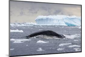 Humpback Whale (Megaptera Novaeangliae) Surfacing Whilst Lunge-Feeding-Brent Stephenson-Mounted Photographic Print