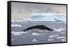 Humpback Whale (Megaptera Novaeangliae) Surfacing Whilst Lunge-Feeding-Brent Stephenson-Framed Stretched Canvas