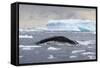 Humpback Whale (Megaptera Novaeangliae) Surfacing Whilst Lunge-Feeding-Brent Stephenson-Framed Stretched Canvas