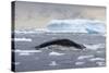 Humpback Whale (Megaptera Novaeangliae) Surfacing Whilst Lunge-Feeding-Brent Stephenson-Stretched Canvas