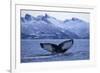 Humpback Whale (Megaptera Novaeangliae) Tail Fluke Above Water before Diving-Widstrand-Framed Photographic Print