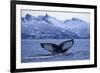 Humpback Whale (Megaptera Novaeangliae) Tail Fluke Above Water before Diving-Widstrand-Framed Photographic Print