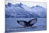 Humpback Whale (Megaptera Novaeangliae) Tail Fluke Above Water before Diving-Widstrand-Mounted Photographic Print