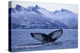 Humpback Whale (Megaptera Novaeangliae) Tail Fluke Above Water before Diving-Widstrand-Stretched Canvas