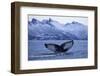 Humpback Whale (Megaptera Novaeangliae) Tail Fluke Above Water before Diving-Widstrand-Framed Photographic Print