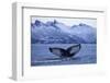 Humpback Whale (Megaptera Novaeangliae) Tail Fluke Above Water before Diving-Widstrand-Framed Photographic Print