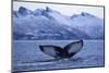 Humpback Whale (Megaptera Novaeangliae) Tail Fluke Above Water before Diving-Widstrand-Mounted Photographic Print