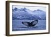 Humpback Whale (Megaptera Novaeangliae) Tail Fluke Above Water before Diving-Widstrand-Framed Photographic Print