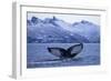 Humpback Whale (Megaptera Novaeangliae) Tail Fluke Above Water before Diving-Widstrand-Framed Photographic Print